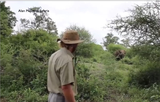 Un guide se fait charger par un éléphant mais il sait comment réagir