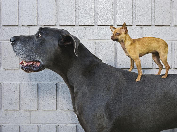 9 RACES de CHIENS dont vous IGNOREZ L&rsquo;EXISTENCE