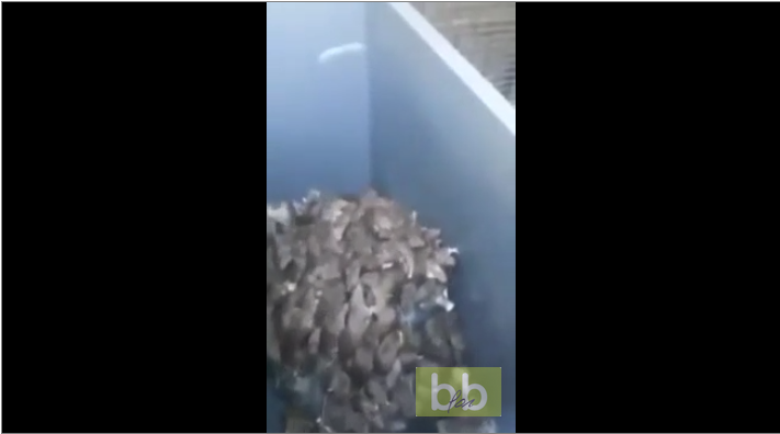 Des dizaines de rats dans des poubelles à Paris