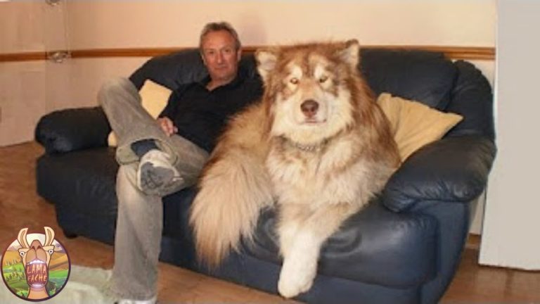 LES 10 CHIENS LES PLUS GRANDS DU MONDE