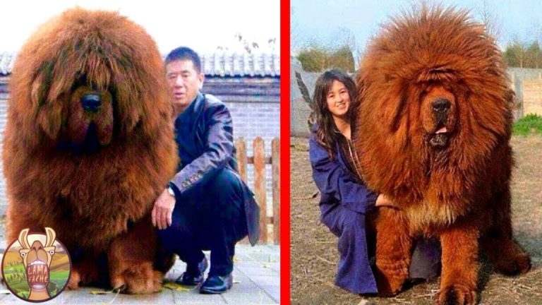 LES 15 RACES DE CHIENS LES PLUS CHÈRES DU MONDE