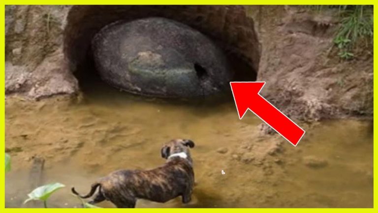 LES CHOSES les plus ÉTRANGES TROUVÉES a LA PLAGE !