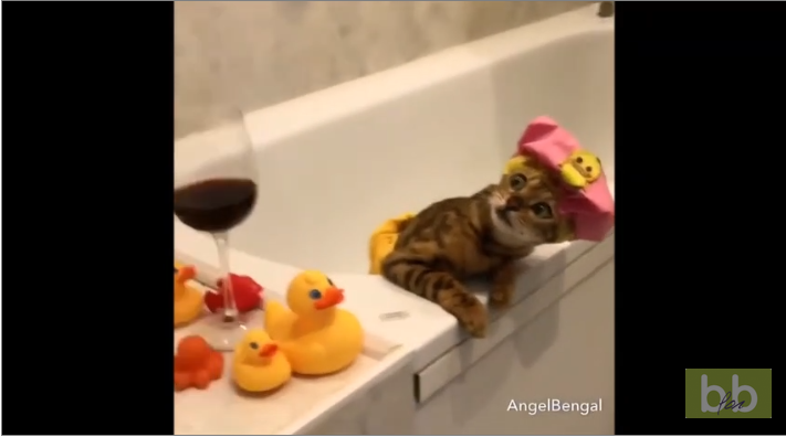 Un chat adorable se relaxe dans son bain…