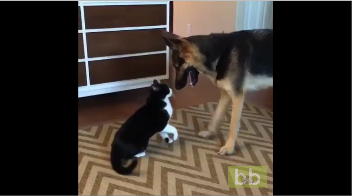 Un chat et un chien se chamaillent quand soudain…