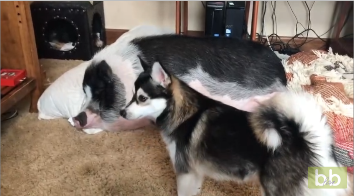 Un chien veut jouer avec une truie et lui saute dessus pour la réveiller