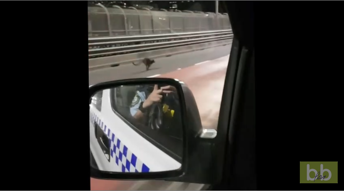 La police Australienne se lance dans une course poursuite avec un wallaby !