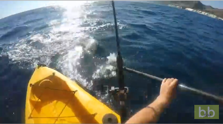 Un kayakiste se fait attaquer par un requin très agressif qui ne veut plus le lâcher