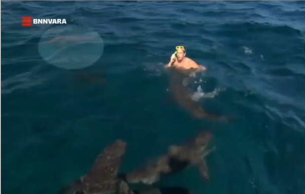 Un présentateur TV se fait mordre par un requin pendant un tournage