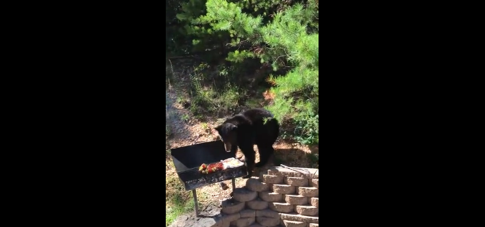 Un ours vient leur voler de la viande pendant leur barbecue