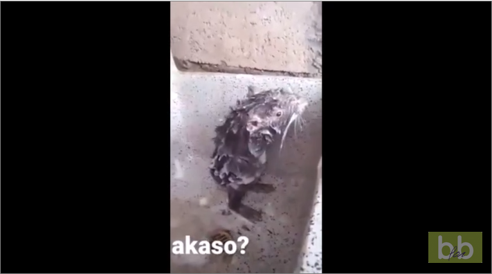 Un rat se lave comme un humain