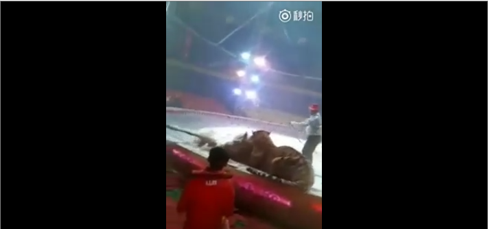 Un tigre et une lionne attaquent un cheval dans un cirque