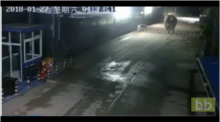 Un éléphant sauvage passe un poste frontière entre la Chine et le Laos