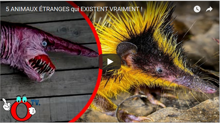 5 ANIMAUX ÉTRANGES qui EXISTENT VRAIMENT !