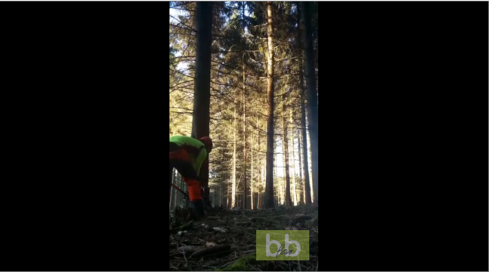 Un bucheron abat toute une partie de la forêt en ne faisant tomber qu’un seul arbre