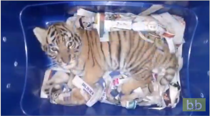 Un bébé tigre enfermé dans un colis est découvert par des douaniers