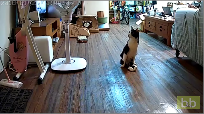 Un chat paralysé entend l&rsquo;arrivée de son maître