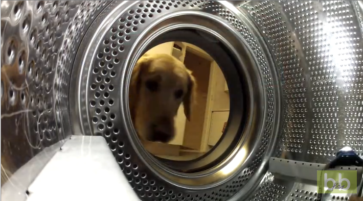 Un chien sauve sa peluche prise en piège dans la machine à laver