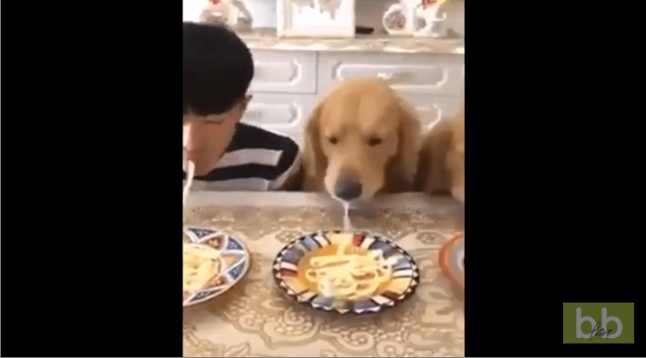 Un homme et deux chiens font un concours de rapidité