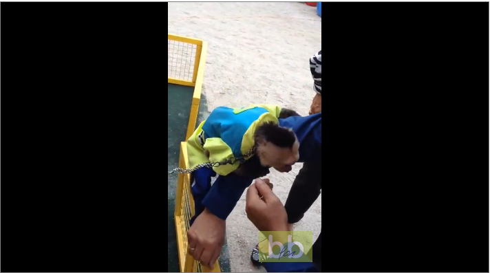 Un singe est tout heureux de revoir son ancien soigneur après 1 an