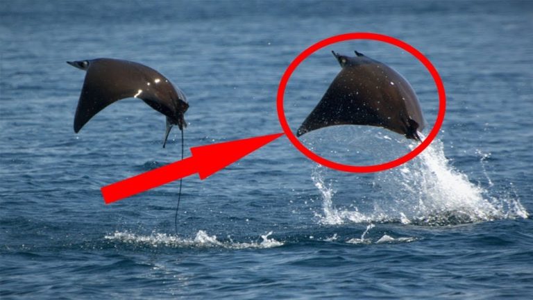 5 ANIMAUX qui peuvent VOLER et que VOUS IGNORIEZ