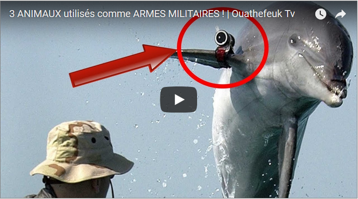 3 ANIMAUX utilisés comme ARMES MILITAIRES !