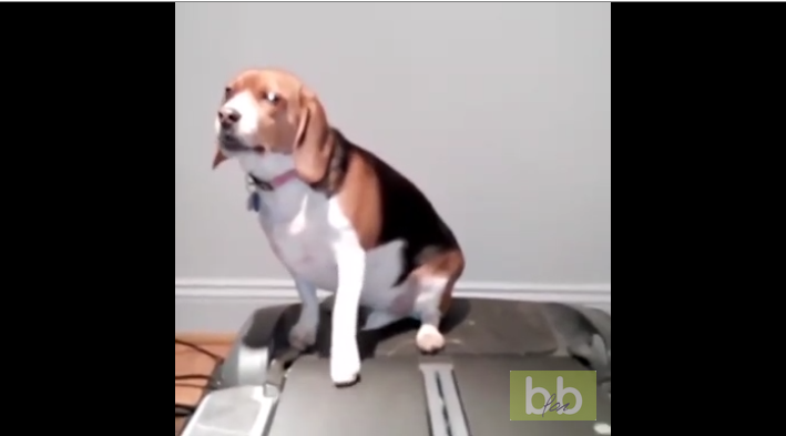 Un chien se met « un peu »au sport…