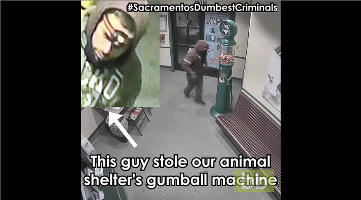 Un homme cambriole un refuge pour animaux pour voler un distributeur de bonbons !