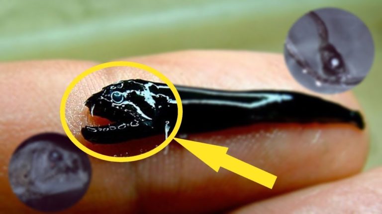 5 FOSSILES MYSTÉRIEUX DÉCOUVERTS a ce JOURS