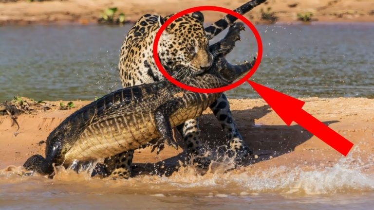 5 FÉLINS les plus MORTELS et CRUELS au MONDE