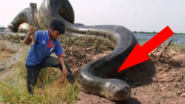 6 ANIMAUX que vous ne DEVRIEZ JAMAIS APPROCHER