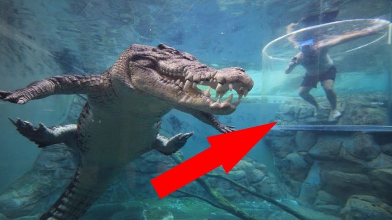 6 CHOSES ÉTRANGES que vous ne VERREZ QU&rsquo;EN FLORIDE