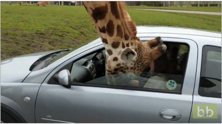 Une femme coince la tête d’une girafe avec la fenêtre de sa voiture
