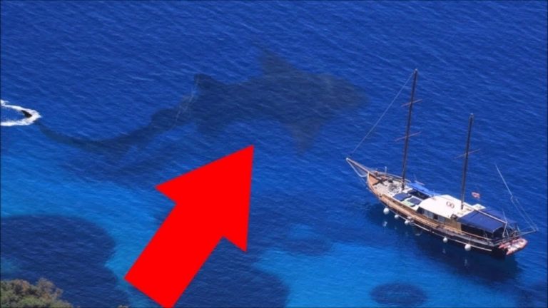 LES PREUVES que le MÉGALODON est TOUJOURS VIVANT