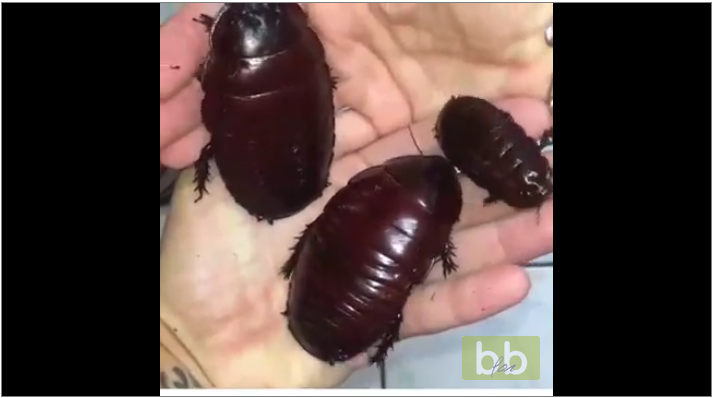 Un homme trouve des cafards énormes dans sa maison