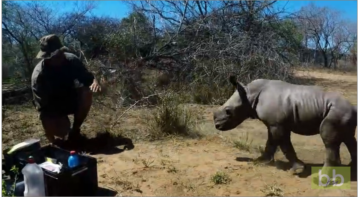Un bébé rhinocéros protège sa mère des vétérinaires