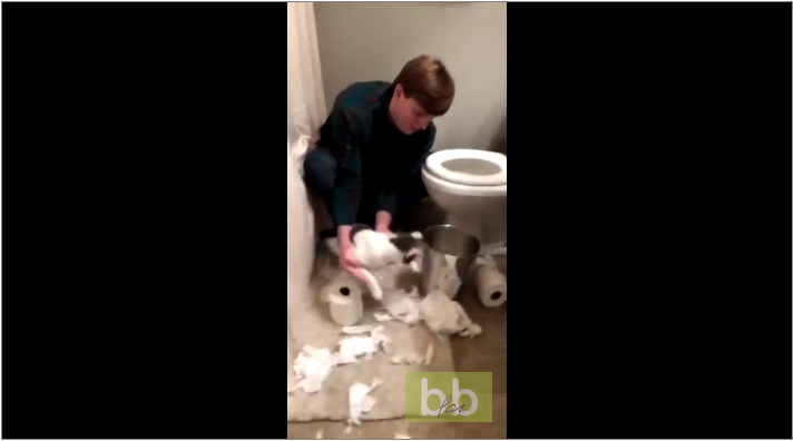 Un chat nettoie ses bêtises !!