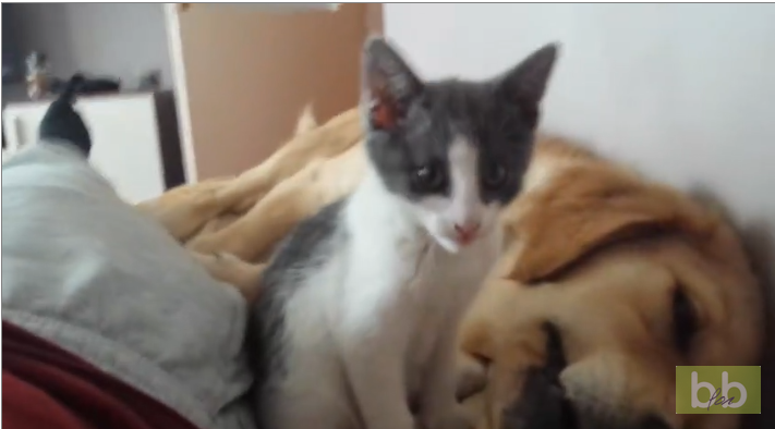 Un chaton essaie de manger un chien