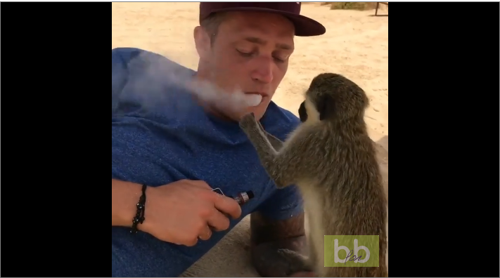 Un singe essaie d’attraper la fumée de cigarette électronique d’un homme