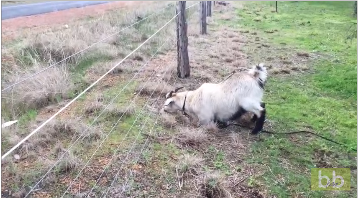 Une chèvre comprend qu’il ne faut pas s’approcher d’une clôture électrique