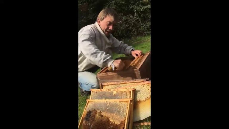 Coup de gueule d&rsquo;un apiculteur dans le Finistère.
