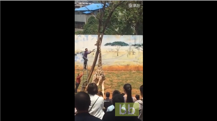 Une girafe se retrouve avec le cou bloqué dans un arbre en Chine