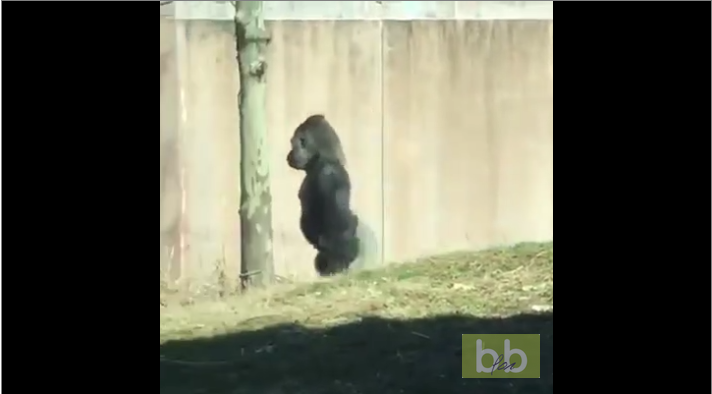Un gorille surpris en train de marcher comme un humain