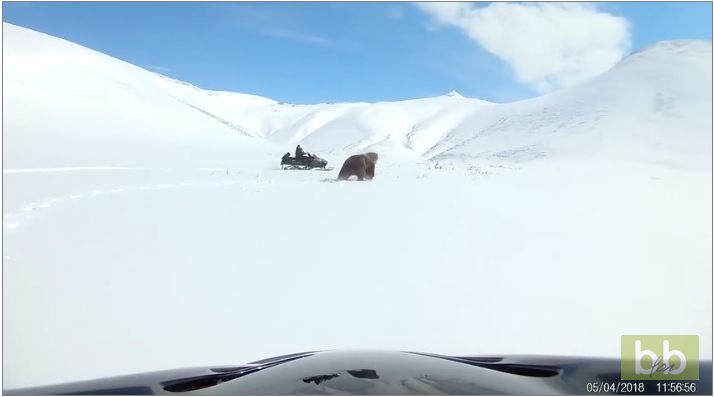 Deux hommes en motoneige chassent un ours de leur campement en Russie