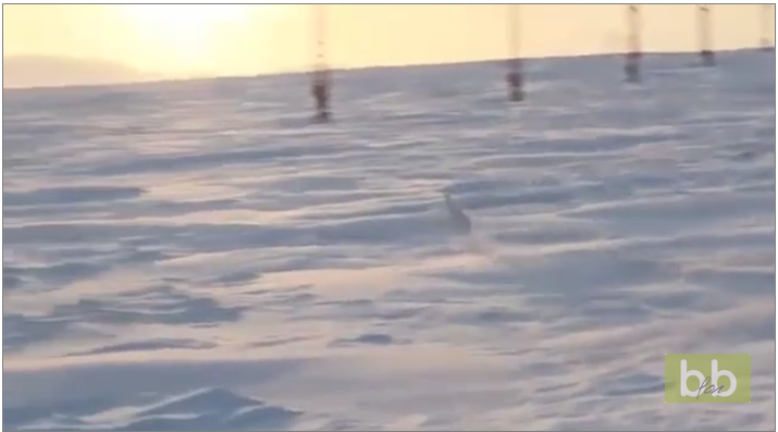 Un lapin a une drôle de façon de prendre la fuite sur la neige