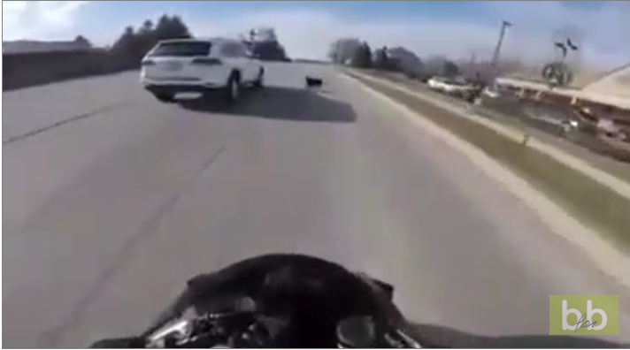 Un motard lancé à pleine vitesse voit un chien traverser juste devant lui