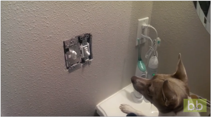 Une souris dans un interrupteur trolle un chien