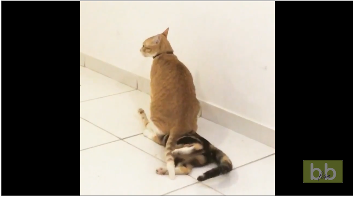 Un chat assis sur un autre chat