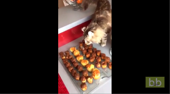 Le chat a chié dans les gâteaux !!