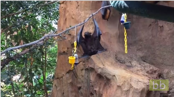 Une chauve-souris fait une petite surprise à des touristes