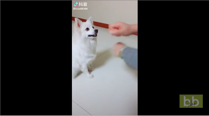 Un chien se fait arnaquer